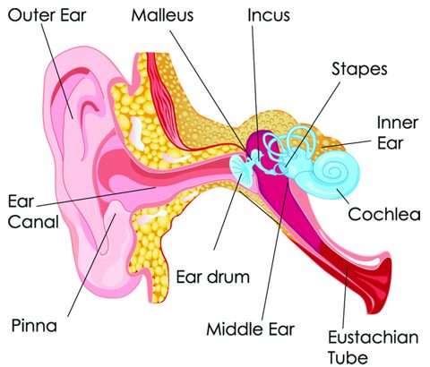 How noise induced hearing damage and loss occurs